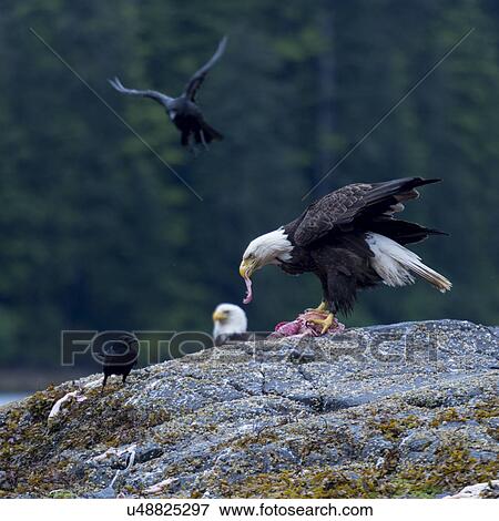 Stock Photo - "Eagle feeding, Skeena-Queen Charlotte Regional District, Haida Gwaii, Graham Island, British Columbia, Canada". Fotosearch