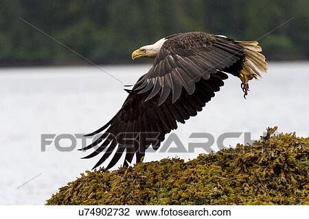 "Eagle flying at coast, Skeena-Queen Charlotte Regional District, Haida Gwaii, Graham Island, British Columbia, Canada" View Large Photo Image Stock Image - "Eagle flying at coast, Skeena-Queen Charlotte Regional District, Haida Gwaii, Graham Island, British Columbia, Canada". Fotosearch