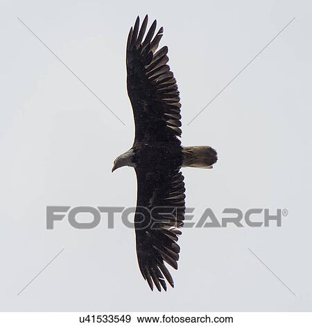 "Eagle flying in the sky, Skeena-Queen Charlotte Regional District, Haida Gwaii, Graham Island, British Columbia, Canada" View Large Photo Image Stock Photo - "Eagle flying in the sky, Skeena-Queen Charlotte Regional District, Haida Gwaii, Graham Island, British Columbia, Canada". Fotosearch