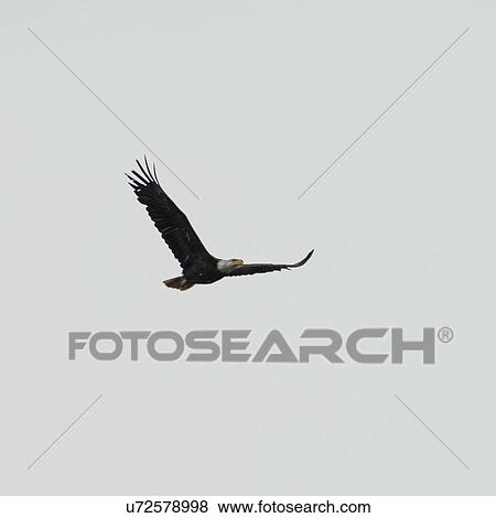 "Eagle flying in the sky, Skeena-Queen Charlotte Regional District, Haida Gwaii, Graham Island, British Columbia, Canada" View Large Photo Image Stock Photo - "Eagle flying in the sky, Skeena-Queen Charlotte Regional District, Haida Gwaii, Graham Island, British Columbia, Canada". Fotosearch