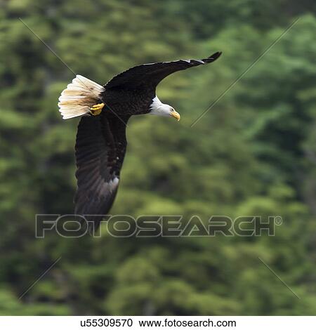 "Eagle in flight, Skeena-Queen Charlotte Regional District, Haida Gwaii, Graham Island, British Columbia, Canada" View Large Photo Image Stock Image - "Eagle in flight, Skeena-Queen Charlotte Regional District, Haida Gwaii, Graham Island, British Columbia, Canada". Fotosearch