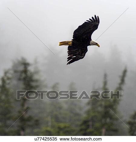 "Eagle in flight, Skeena-Queen Charlotte Regional District, Haida Gwaii, Graham Island, British Columbia, Canada" View Large Photo Image Stock Photography - "Eagle in flight, Skeena-Queen Charlotte Regional District, Haida Gwaii, Graham Island, British Columbia, Canada". Fotosearch