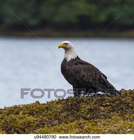 Stock Image - "Eagle perched along the coast, Skeena-Queen Charlotte Regional District, Haida Gwaii, Graham Island, British Columbia, Canada". Fotosearch