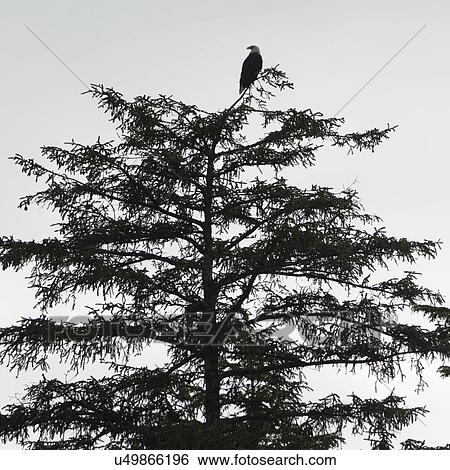 Stock Photograph - "Eagle perching on a tree, Skeena-Queen Charlotte Regional District, Haida Gwaii, Graham Island, British Columbia, Canada". Fotosearch