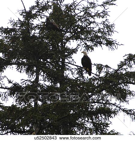 "Eagles perching on a tree, Skeena-Queen Charlotte Regional District, Haida Gwaii, Graham Island, British Columbia, Canada" View Large Photo Image Stock Image - "Eagles perching on a tree, Skeena-Queen Charlotte Regional District, Haida Gwaii, Graham Island, British Columbia, Canada". Fotosearch