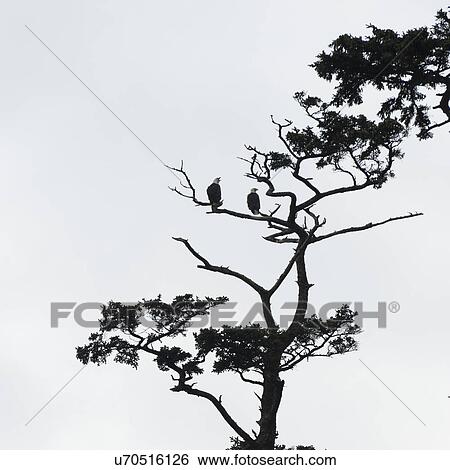 Stock Photograph - "Eagles perching on a tree, Skeena-Queen Charlotte Regional District, Hippa Island, Haida Gwaii, Graham Island, British Columbia, Canada". Fotosearch