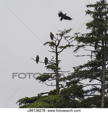 "Eagles perching on an evergreen tree, Skeena-Queen Charlotte Regional District, Haida Gwaii, Graham Island, British Columbia, Canada" View Large Photo Image Stock Photo - "Eagles perching on an evergreen tree, Skeena-Queen Charlotte Regional District, Haida Gwaii, Graham Island, British Columbia, Canada". Fotosearch