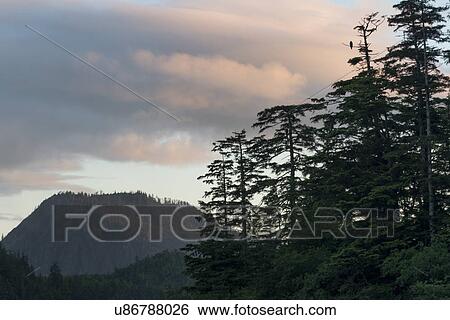 Stock Photograph - "Evergreens with mountain in the background, Skeena-Queen Charlotte Regional District, Haida Gwaii, Graham Island, British Columbia, Canada". Fotosearch