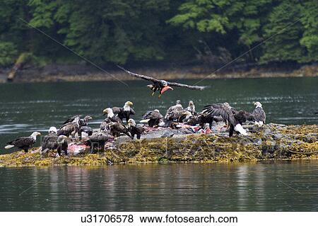 "Flock of bald eagles on an island, Skeena-Queen Charlotte Regional District, Haida Gwaii, Graham Island, British Columbia, Canada" View Large Photo Image Stock Photo - "Flock of bald eagles on an island, Skeena-Queen Charlotte Regional District, Haida Gwaii, Graham Island, British Columbia, Canada". Fotosearch