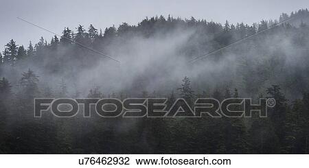 "Fog over trees on an island, Skeena-Queen Charlotte Regional District, Haida Gwaii, Graham Island, British Columbia, Canada" View Large Photo Image Stock Image - "Fog over trees on an island, Skeena-Queen Charlotte Regional District, Haida Gwaii, Graham Island, British Columbia, Canada". Fotosearch