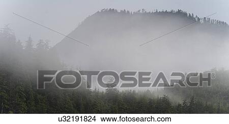 "Fog over trees, Skeena-Queen Charlotte Regional District, Haida Gwaii, Graham Island, British Columbia, Canada" View Large Photo Image Picture - "Fog over trees, Skeena-Queen Charlotte Regional District, Haida Gwaii, Graham Island, British Columbia, Canada". Fotosearch