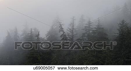 Stock Photo - "Fog over trees, Skeena-Queen Charlotte Regional District, Haida Gwaii, Graham Island, British Columbia, Canada". Fotosearch