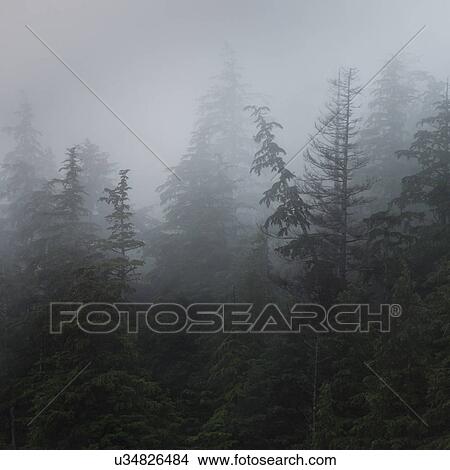 "Foggy forest, Skeena-Queen Charlotte Regional District, Haida Gwaii, Graham Island, British Columbia, Canada" View Large Photo Image Picture - "Foggy forest, Skeena-Queen Charlotte Regional District, Haida Gwaii, Graham Island, British Columbia, Canada". Fotosearch