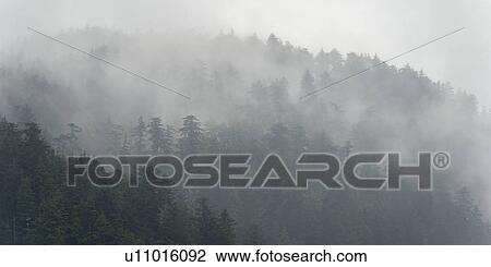 Stock Image - "Foggy forest, Skeena-Queen Charlotte Regional District, Haida Gwaii, Graham Island, British Columbia, Canada". Fotosearch