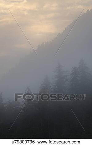 "Foggy forest, Skeena-Queen Charlotte Regional District, Haida Gwaii, Graham Island, British Columbia, Canada" View Large Photo Image Stock Photograph - "Foggy forest, Skeena-Queen Charlotte Regional District, Haida Gwaii, Graham Island, British Columbia, Canada". Fotosearch