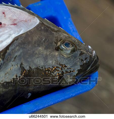 "Head of a fish, Skeena-Queen Charlotte Regional District, Haida Gwaii, Graham Island, British Columbia, Canada" View Large Photo Image Stock Image - "Head of a fish, Skeena-Queen Charlotte Regional District, Haida Gwaii, Graham Island, British Columbia, Canada". Fotosearch