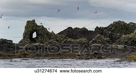 "Island in the Pacific Ocean, Skeena-Queen Charlotte Regional District, Haida Gwaii, Graham Island, British Columbia, Canada" View Large Photo Image Picture - "Island in the Pacific Ocean, Skeena-Queen Charlotte Regional District, Haida Gwaii, Graham Island, British Columbia, Canada". Fotosearch
