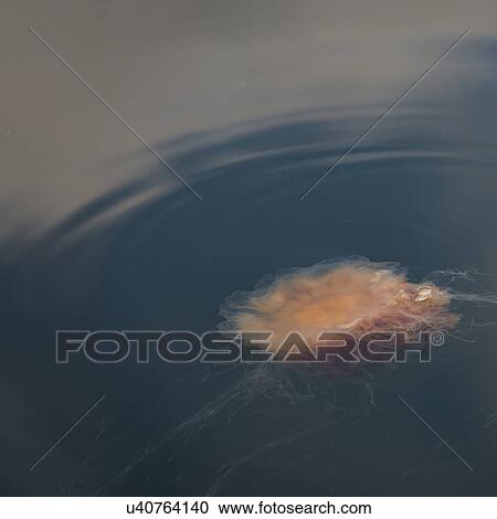 "Jellyfish on water surface, Skeena-Queen Charlotte Regional District, Haida Gwaii, Graham Island, British Columbia, Canada" View Large Photo Image Stock Image - "Jellyfish on water surface, Skeena-Queen Charlotte Regional District, Haida Gwaii, Graham Island, British Columbia, Canada". Fotosearch
