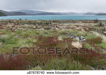 "Lake Pehoe, Torres del Paine National Park, Patagonia, Chile" View Large Photo Image Stock Image - "Lake Pehoe, Torres del Paine National Park, Patagonia, Chile". Fotosearch
