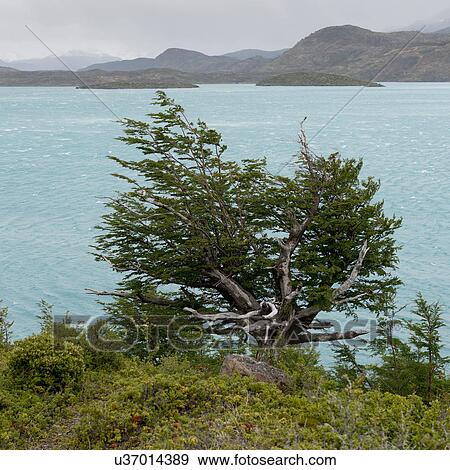 "Lake Pehoe, Torres del Paine National Park, Patagonia, Chile" View Large Photo Image Stock Photo - "Lake Pehoe, Torres del Paine National Park, Patagonia, Chile". Fotosearch