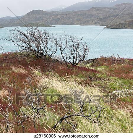 Stock Photograph - "Lake Pehoe, Torres del Paine National Park, Patagonia, Chile". Fotosearch