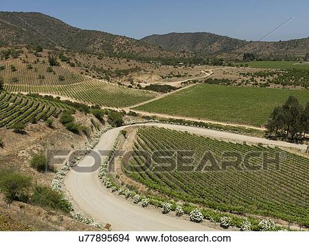 "Overview of vineyards in Casablanca Valley, Chile" View Large Photo Image Picture - "Overview of vineyards in Casablanca Valley, Chile". Fotosearch