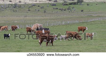 "Patagonia, Chile" View Large Photo Image Stock Image - "Patagonia, Chile". Fotosearch