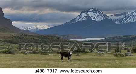 "Patagonia, Chile" View Large Photo Image Stock Photo - "Patagonia, Chile". Fotosearch