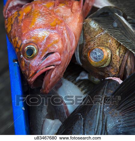 "Pile of Fish, Skeena-Queen Charlotte Regional District, Haida Gwaii, Graham Island, British Columbia, Canada" View Large Photo Image Stock Image - "Pile of Fish, Skeena-Queen Charlotte Regional District, Haida Gwaii, Graham Island, British Columbia, Canada". Fotosearch