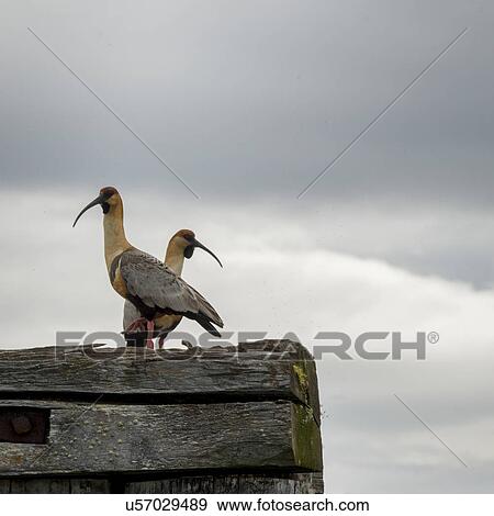 "Puerto Natales, Patagonia, Chile" View Large Photo Image Stock Photo - "Puerto Natales, Patagonia, Chile". Fotosearch