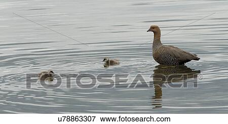 "Puerto Natales, Patagonia, Chile" View Large Photo Image Stock Photo - "Puerto Natales, Patagonia, Chile". Fotosearch