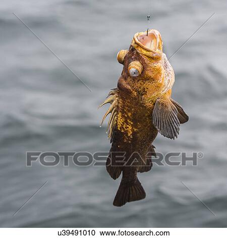 "Rockfish on a fishing line, Skeena-Queen Charlotte Regional District, Haida Gwaii, Graham Island, British Columbia, Canada" View Large Photo Image Stock Image - "Rockfish on a fishing line, Skeena-Queen Charlotte Regional District, Haida Gwaii, Graham Island, British Columbia, Canada". Fotosearch