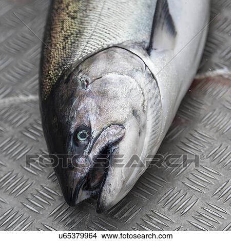Picture - "Salmon fish, Skeena-Queen Charlotte Regional District, Hippa Island, Haida Gwaii, Graham Island, British Columbia, Canada". Fotosearch