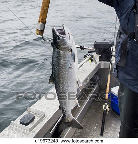 "Salmon suspended from a pole Skeena-Queen Charlotte Regional District, Hippa Island, Haida Gwaii, Graham Island, British Columbia, Canada" View Large Photo Image Stock Photo - "Salmon suspended from a pole Skeena-Queen Charlotte Regional District, Hippa Island, Haida Gwaii, Graham Island, British Columbia, Canada". Fotosearch