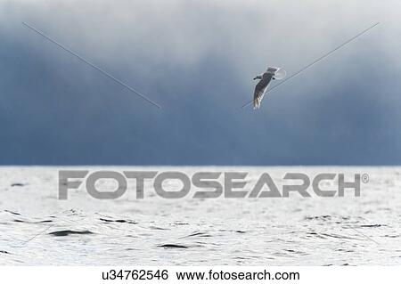 "Seagull over Pacific Ocean, Skeena-Queen Charlotte Regional District, Haida Gwaii, Graham Island, British Columbia, Canada" View Large Photo Image Stock Photograph - "Seagull over Pacific Ocean, Skeena-Queen Charlotte Regional District, Haida Gwaii, Graham Island, British Columbia, Canada". Fotosearch