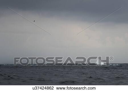 "Seascape, Skeena-Queen Charlotte Regional District, Haida Gwaii, Graham Island, British Columbia, Canada" View Large Photo Image Stock Image - "Seascape, Skeena-Queen Charlotte Regional District, Haida Gwaii, Graham Island, British Columbia, Canada". Fotosearch