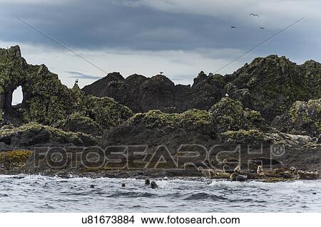Picture - "Steller Sea Lions (Eumetopias jubatus) on the coast, Skeena-Queen Charlotte Regional District, Haida Gwaii, Graham Island, British Columbia, Canada". Fotosearch