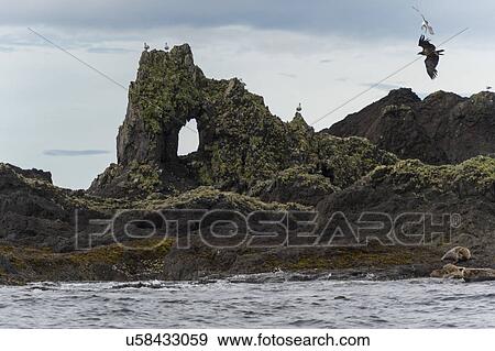 "Steller Sea Lions (Eumetopias jubatus) on the coast, Skeena-Queen Charlotte Regional District, Haida Gwaii, Graham Island, British Columbia, Canada" View Large Photo Image Stock Photo - "Steller Sea Lions (Eumetopias jubatus) on the coast, Skeena-Queen Charlotte Regional District, Haida Gwaii, Graham Island, British Columbia, Canada". Fotosearch