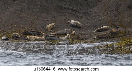 Stock Photograph - "Steller Sea Lions (Eumetopias jubatus) on the coast, Skeena-Queen Charlotte Regional District, Haida Gwaii, Graham Island, British Columbia, Canada". Fotosearch