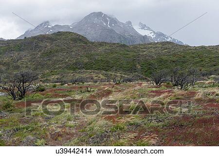 Picture - "Torres Del Paine National Park, Patagonia, Chile". Fotosearch