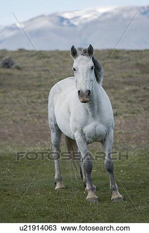Stock Image - "Torres Del Paine National Park, Patagonia, Chile". Fotosearch