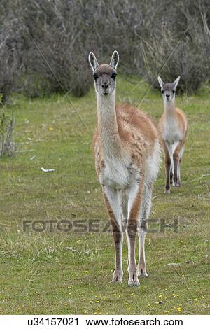 Stock Image - "Torres Del Paine National Park, Patagonia, Chile". Fotosearch