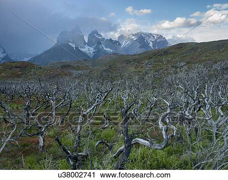 Stock Image - "Torres Del Paine National Park, Patagonia, Chile". Fotosearch