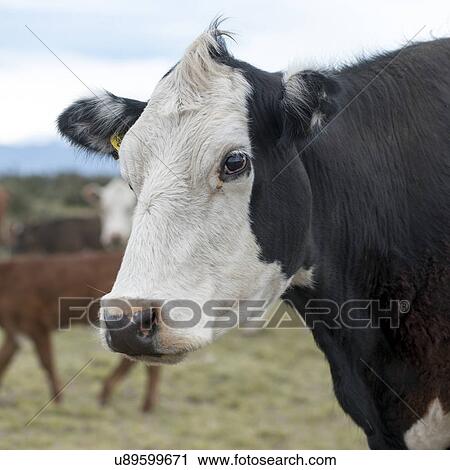 Stock Image - "Torres Del Paine National Park, Patagonia, Chile". Fotosearch