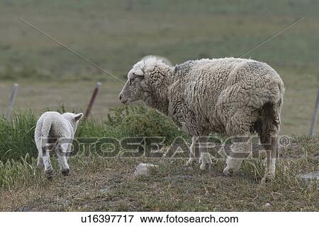Stock Photo - "Torres Del Paine National Park, Patagonia, Chile". Fotosearch