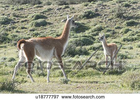 "Torres Del Paine National Park, Patagonia, Chile" View Large Photo Image Stock Photo - "Torres Del Paine National Park, Patagonia, Chile". Fotosearch