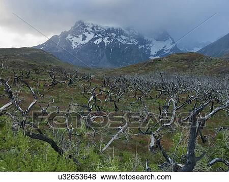 Stock Photo - "Torres Del Paine National Park, Patagonia, Chile". Fotosearch