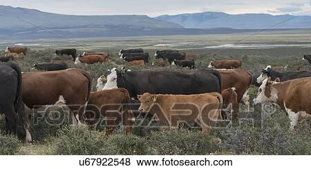 Stock Photo - "Torres Del Paine National Park, Patagonia, Chile". Fotosearch