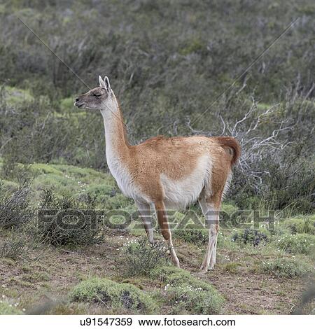 "Torres Del Paine National Park, Patagonia, Chile" View Large Photo Image Stock Photo - "Torres Del Paine National Park, Patagonia, Chile". Fotosearch