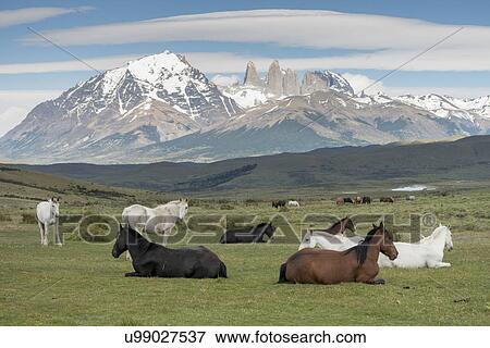 "Torres Del Paine National Park, Patagonia, Chile" View Large Photo Image Stock Photo - "Torres Del Paine National Park, Patagonia, Chile". Fotosearch